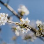 Photo fleurs abricots